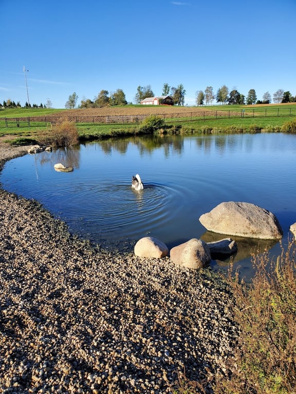 Canine Meadow – Dog Park