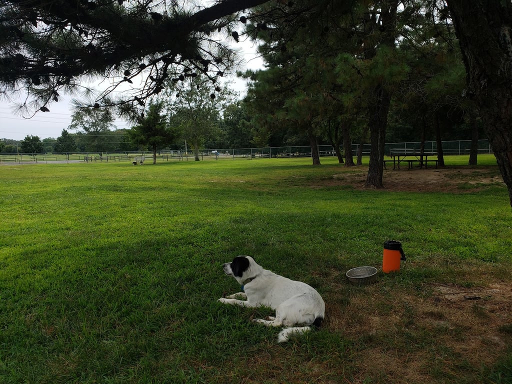 Jackson Dog Park