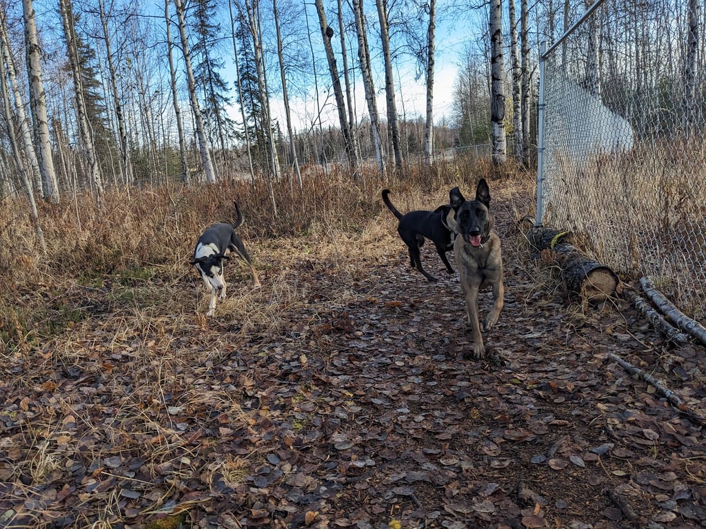 Willow Creek Dog Park