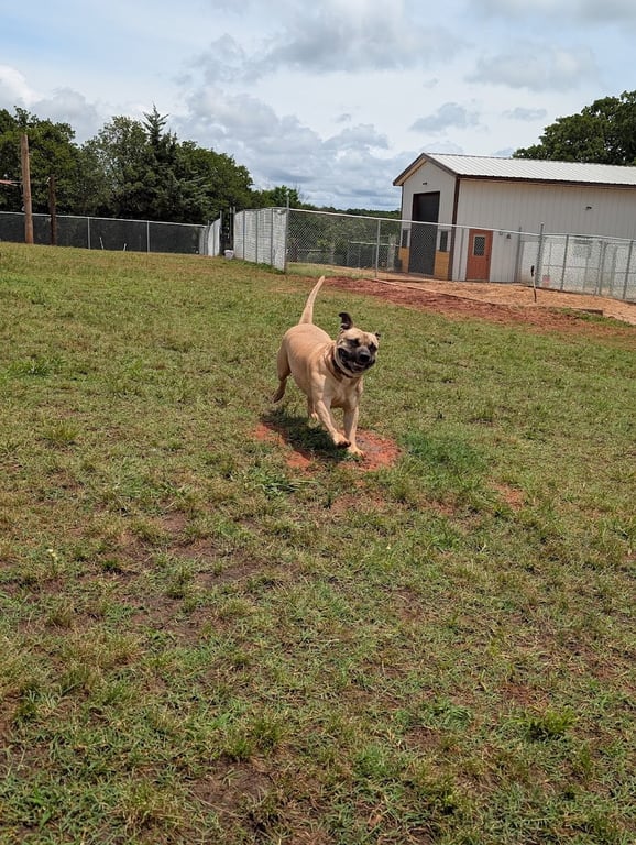 Dirt Road Dogs Boarding & Daycare