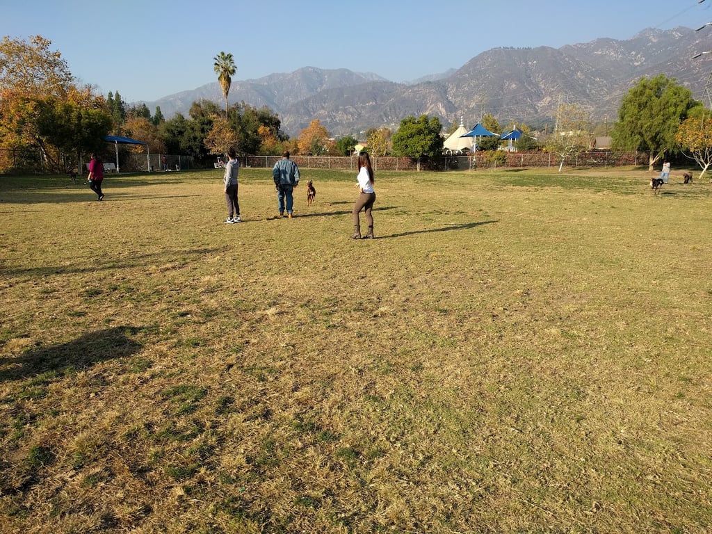 Alice’s Dog Park