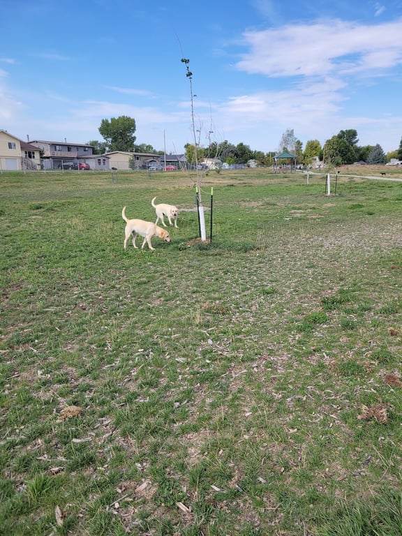 Centennial Dog Park