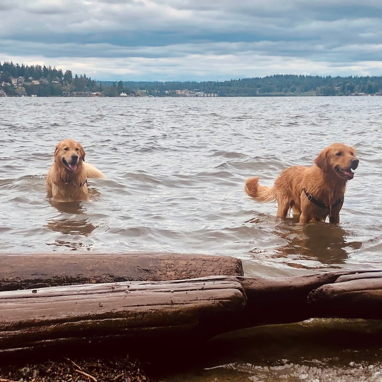 Magnuson Park Off Leash Dog Beach