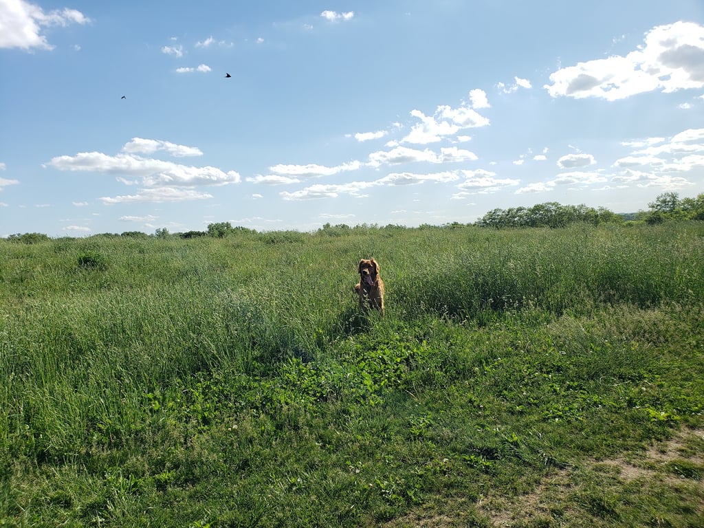 Sycamore Park Dog Park