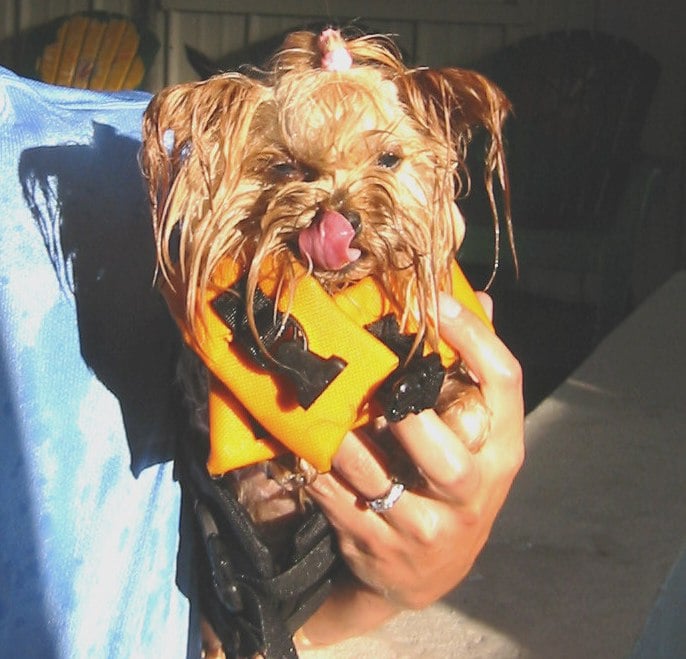 Canine Spa Dog Swimming