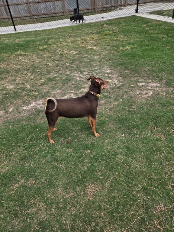 The Bark Park
