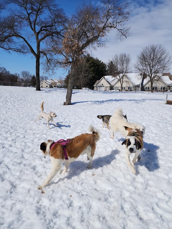Cambridge Dog Park