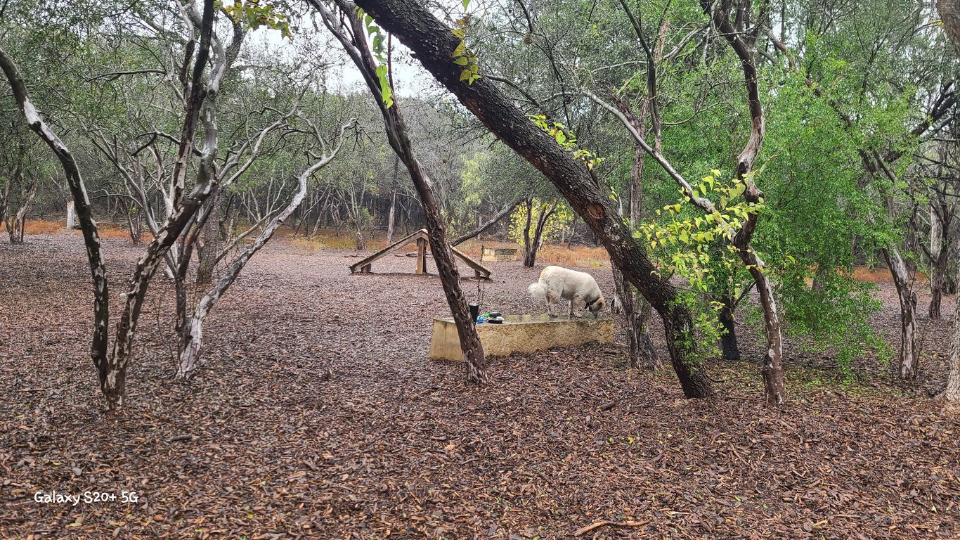 Phil Hardberger Park – Dog park