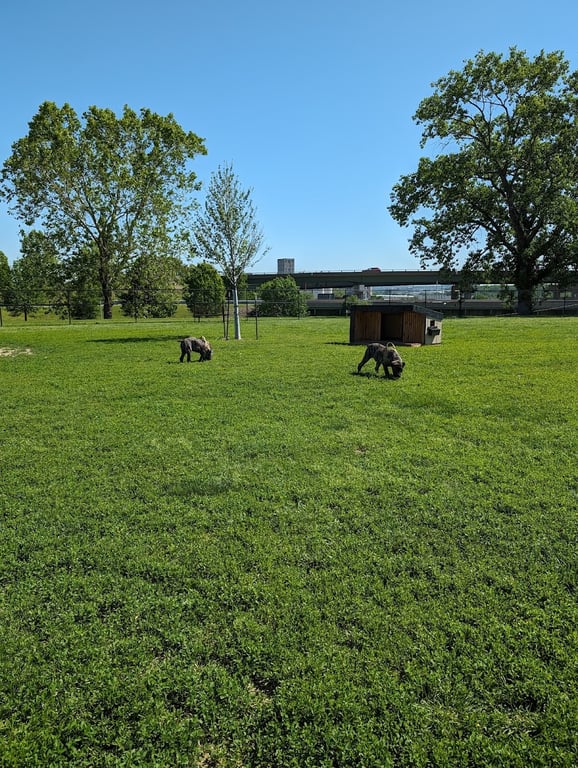 St. John’s Dog Park