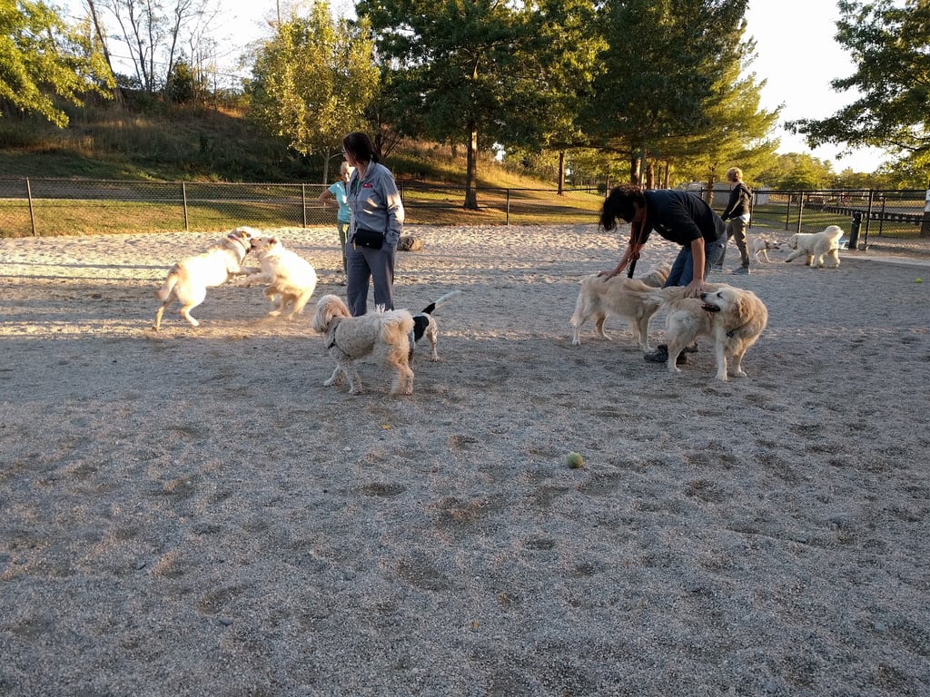 Danehy Dog Park