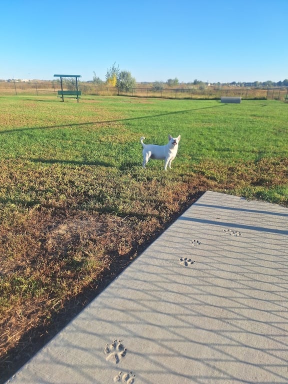 Doc Nelson Dog Park