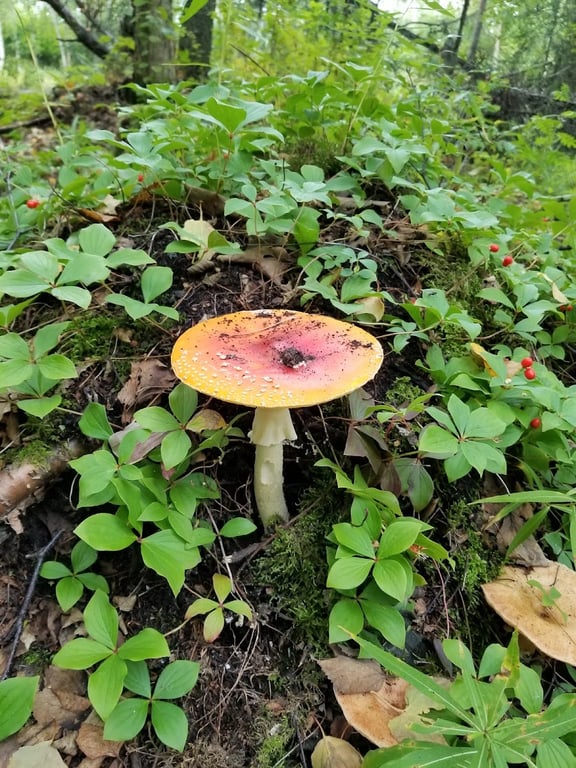 Connors Bog Park