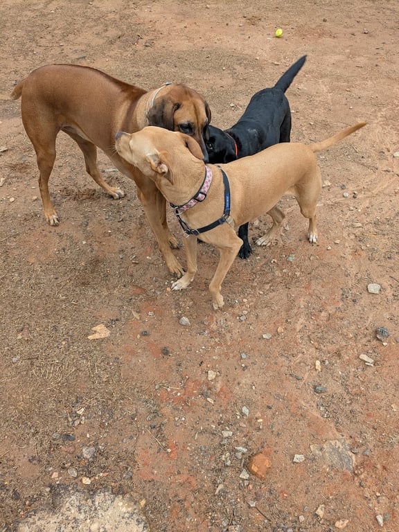 Freedom Barkway Dog Park
