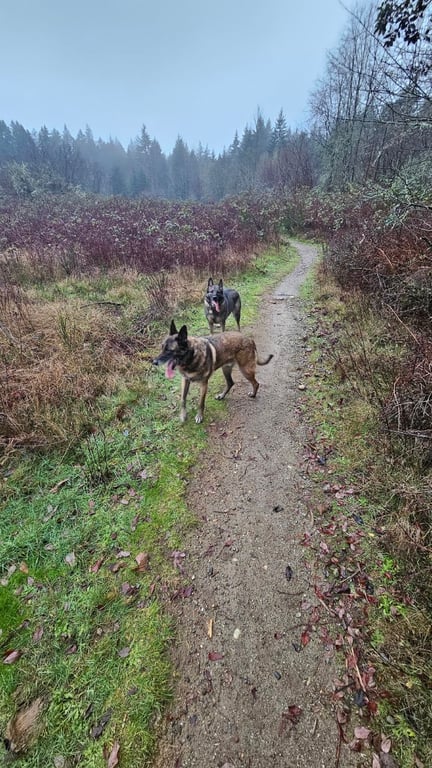 Bandix Dog Park