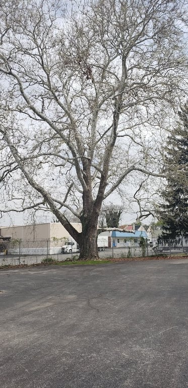 York Benevolent Association