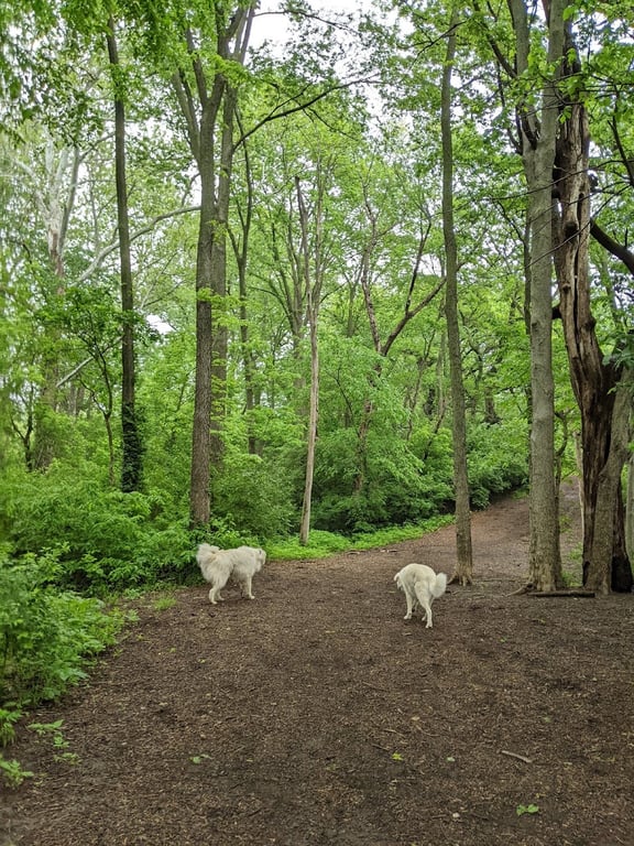 Swope Dog Park