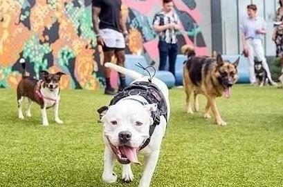 Meridian Dog Run