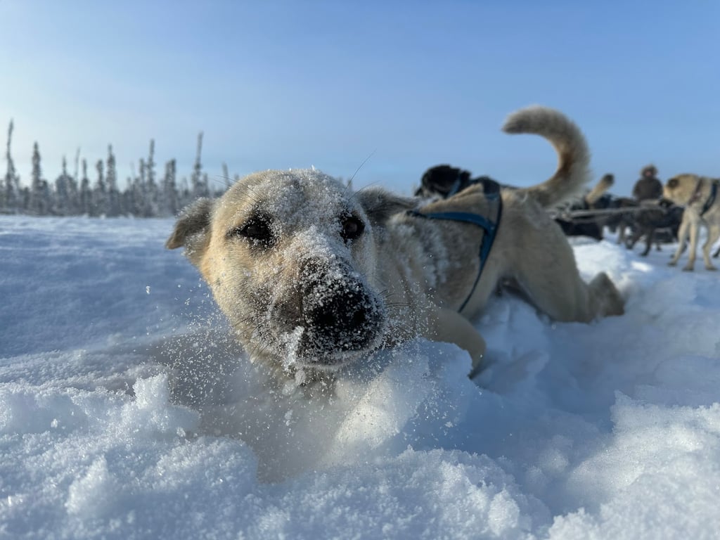 Happy Trails Kennel