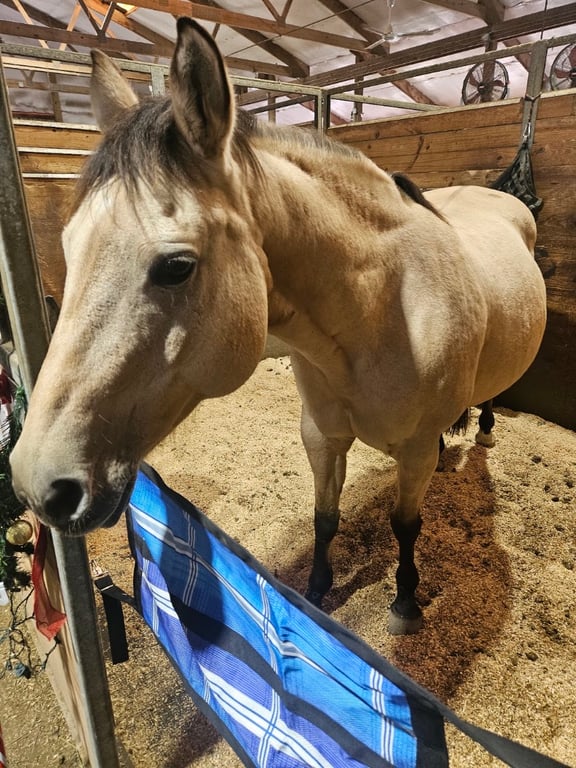 Holistic Riding Equestrian Therapy
