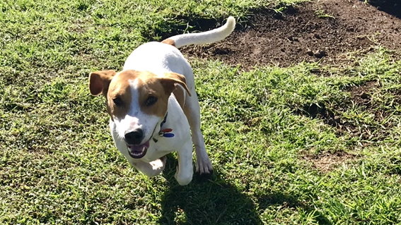 Lucky D Kennel, Inc.