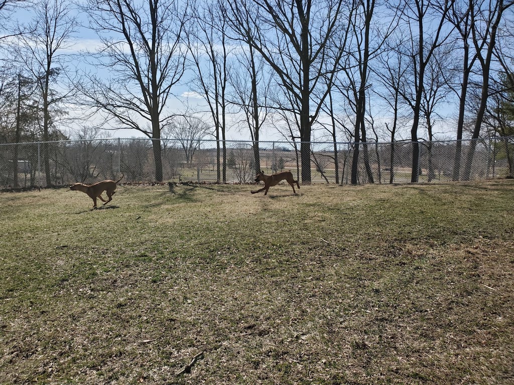 Maquoketa Dog Park