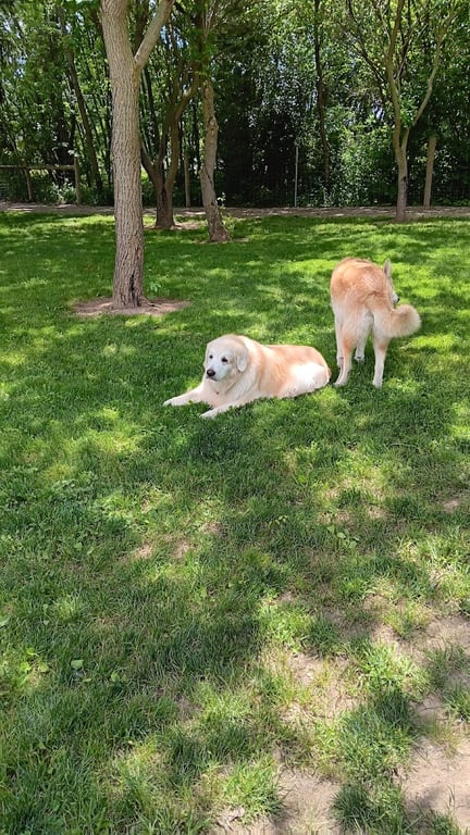 Dog Park at Van Raalte Farm Park