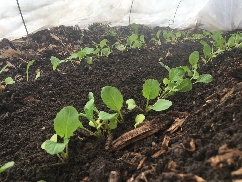 Community Crops
