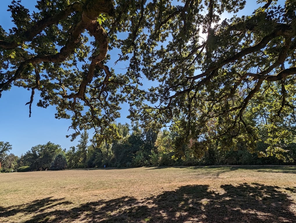 Off-Leash Dog Park