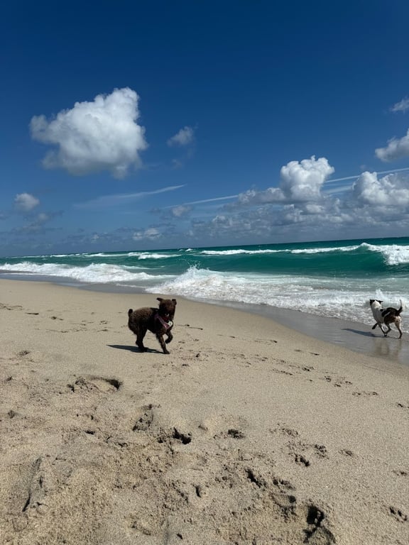 Haulover Dog Beach