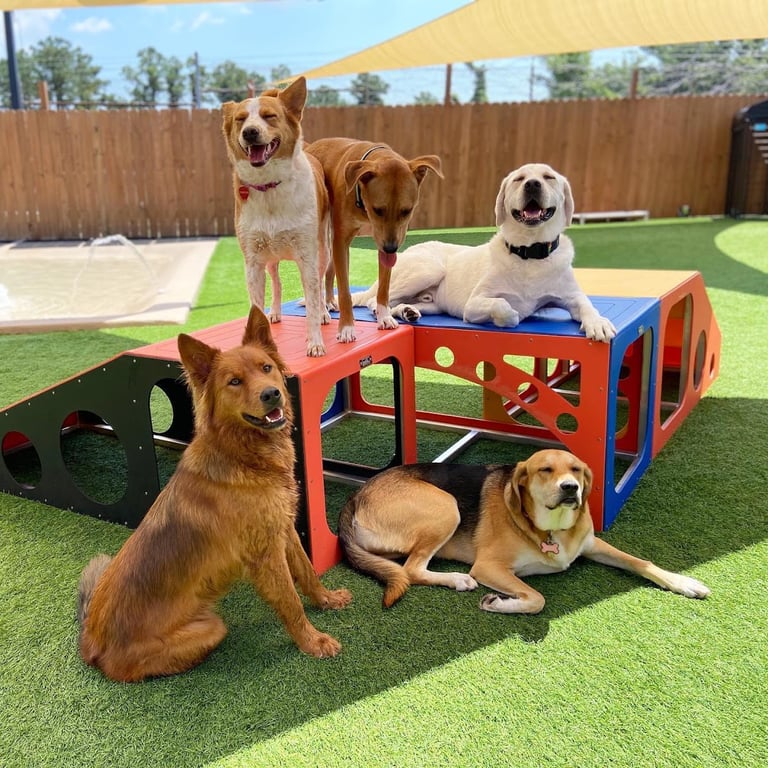 The Dog Play Spot