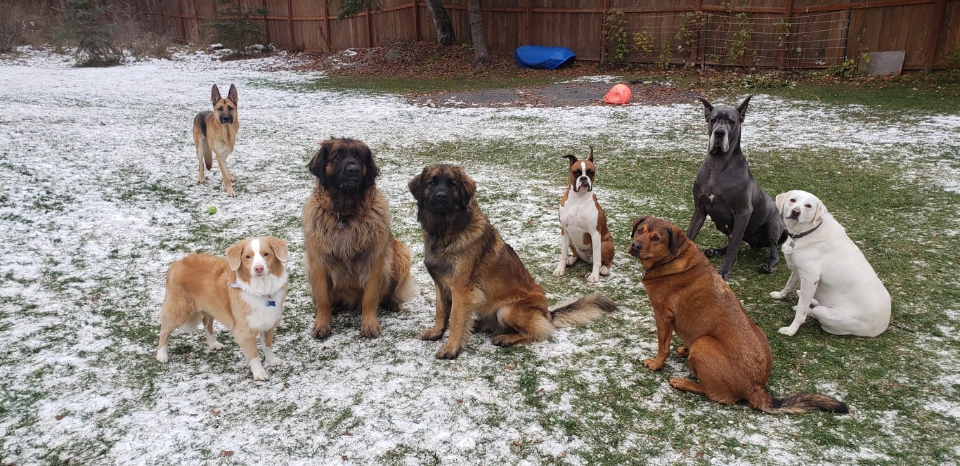 The Dog Park