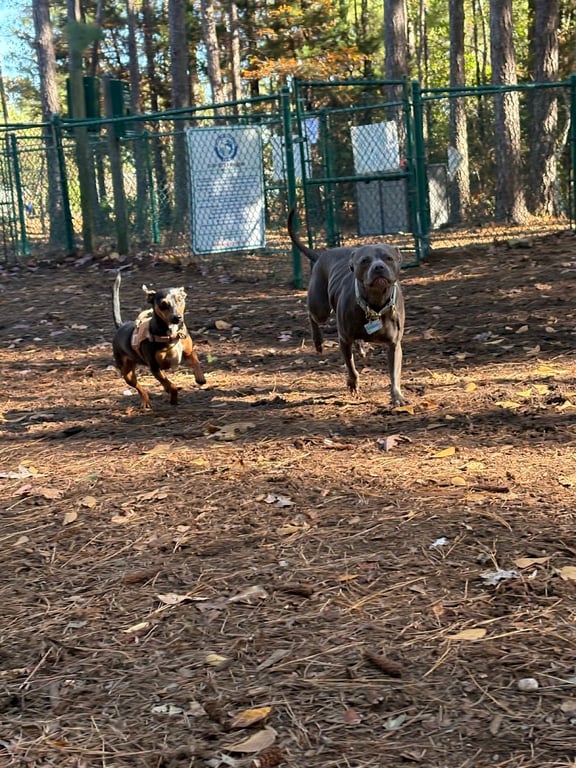 Surf City Bark Park