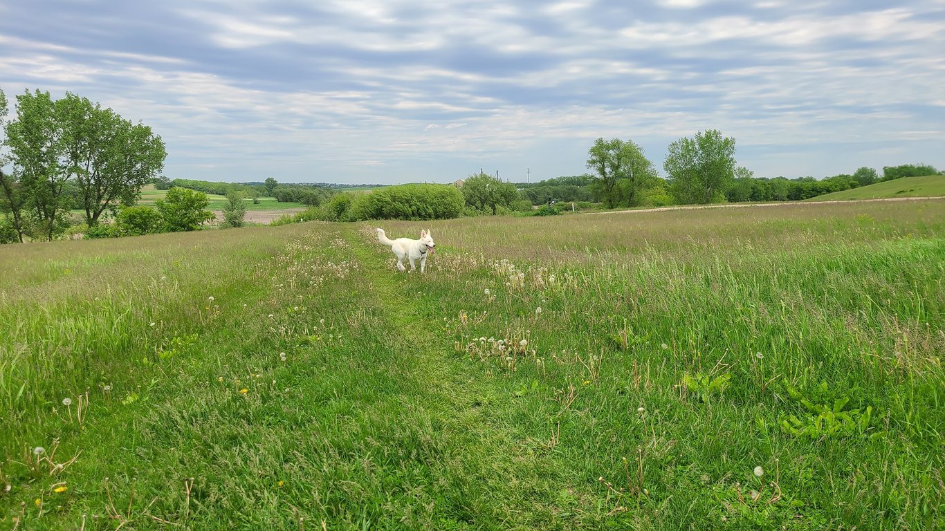 MRD Dog Exercise Area