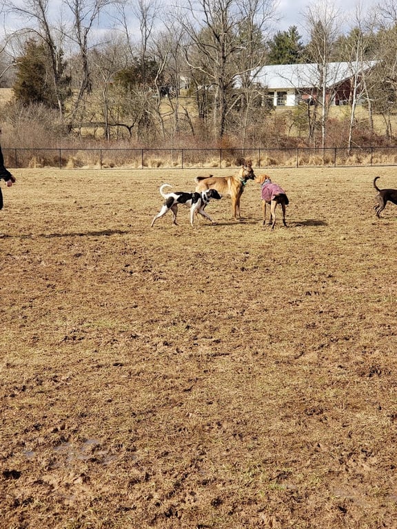 Speelhoffer Dog Park