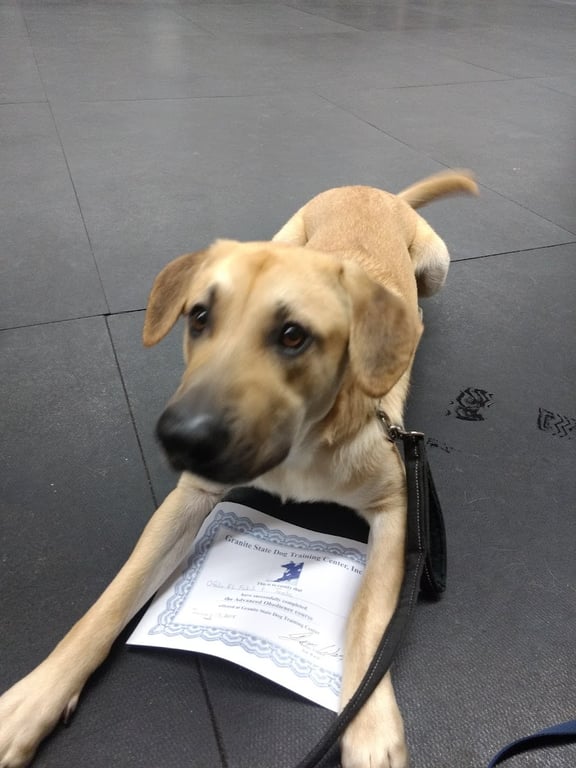 Granite State Dog Training Center