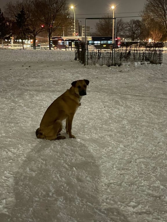 Demetral Park Dog Off-Leash Park