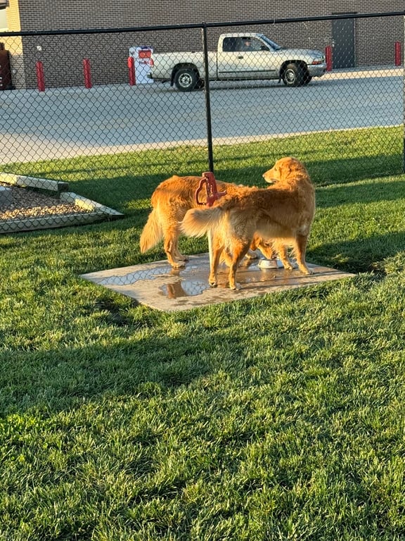 Prairie Dogs Dog Park