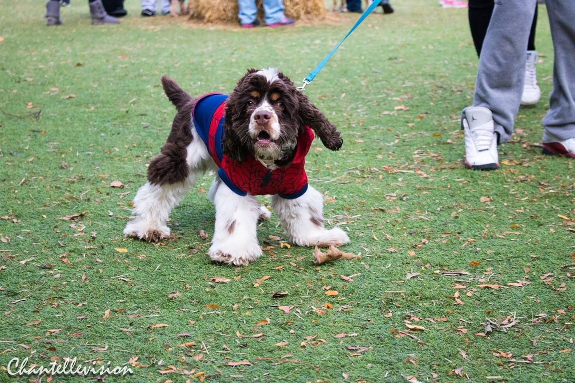 The Pawfect Pooch