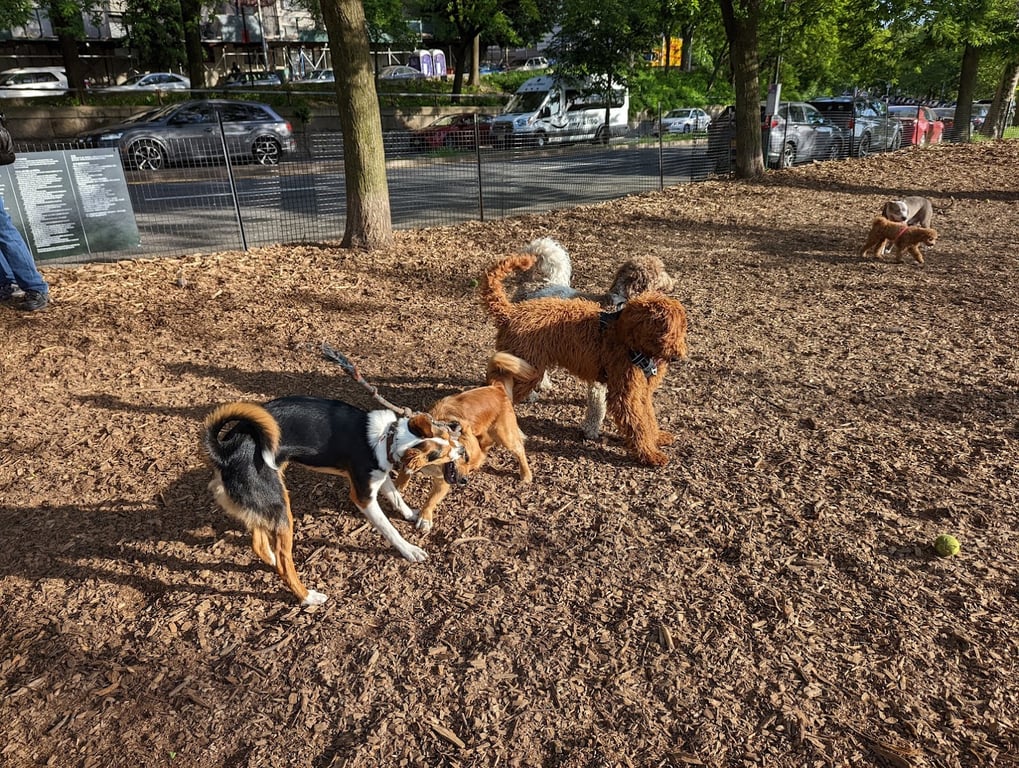 142nd Street Dog Run 🐕