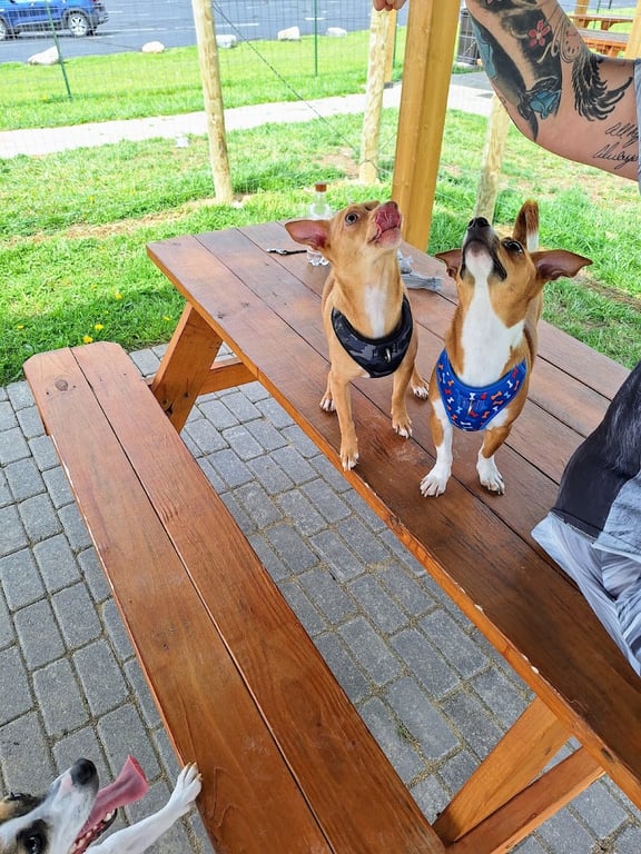 Ultimutt Dog Park