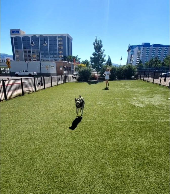 Biggest Little Dog Park