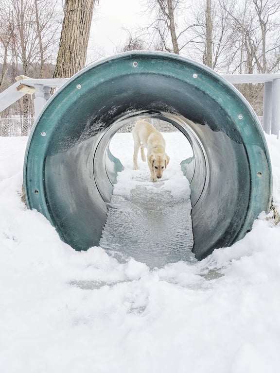 Waterbury Dog Park