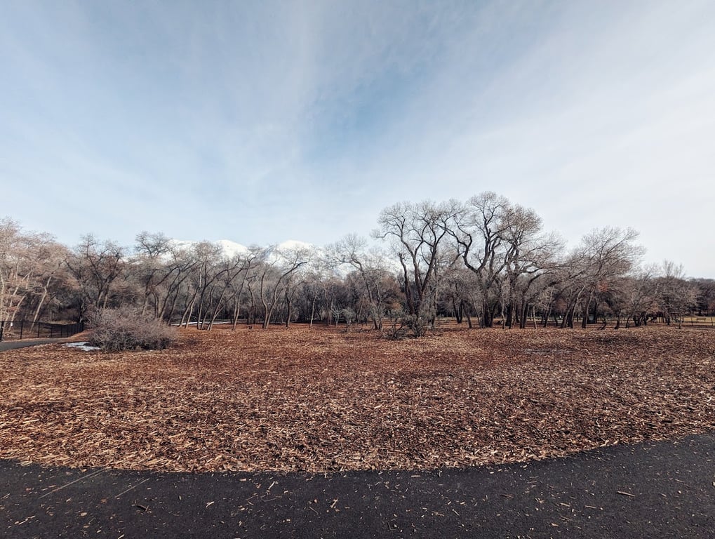 Art Dye Dog Park