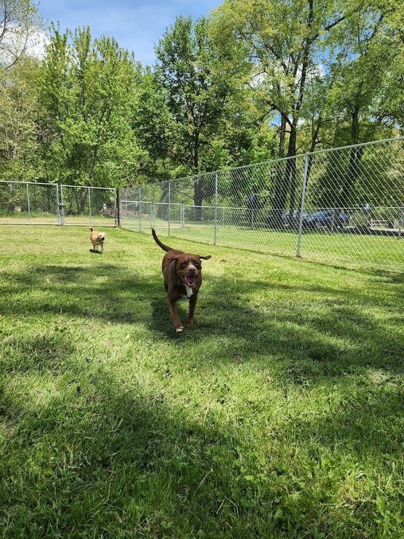 Buckhannon Dog Park