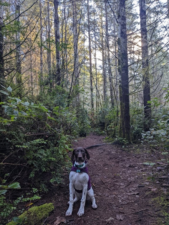 Rotary Bark Park