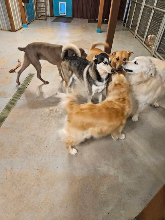 Country Pet Playground Dog Boarding & Daycare