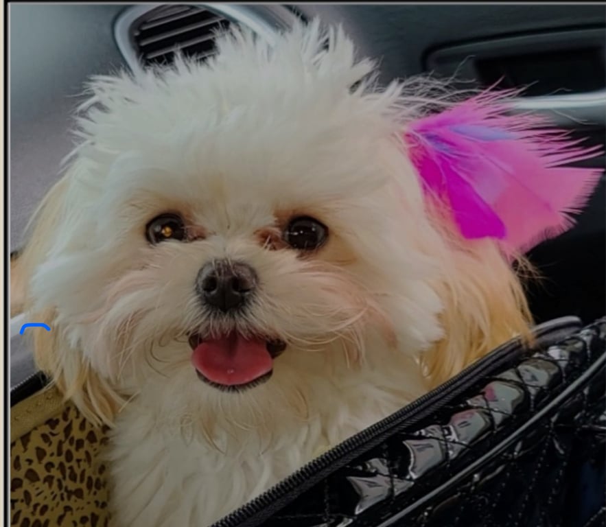 The Pooch Salon