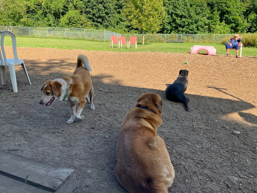 Thomaston Dog Park