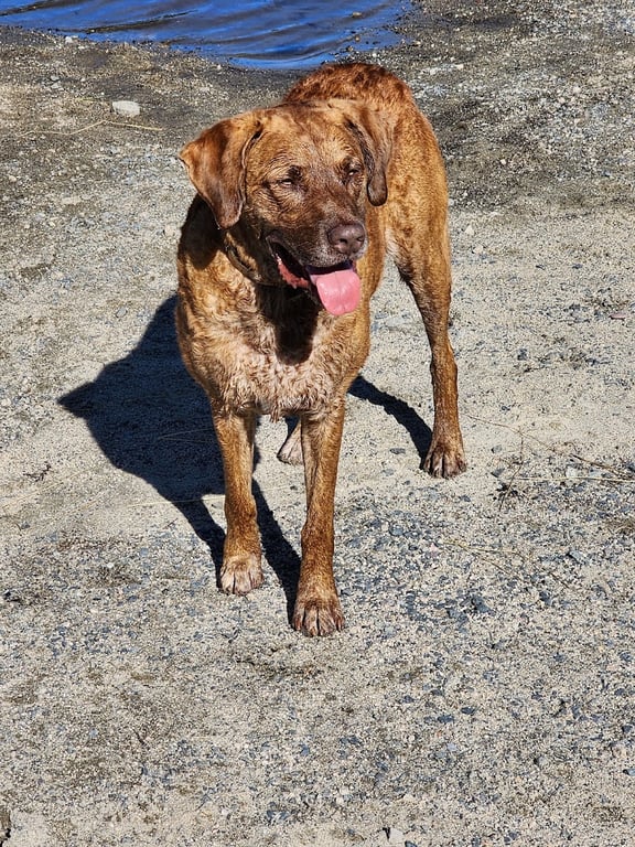 Paws Park