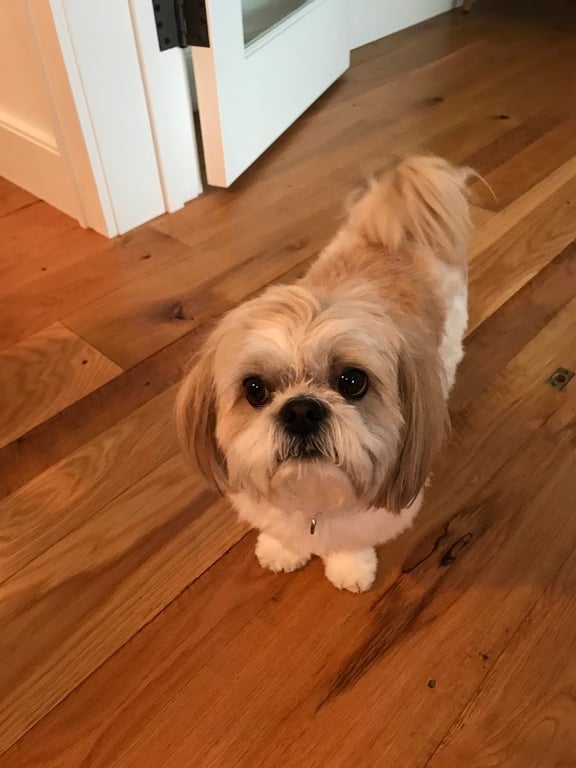 Petit Pooch Salon